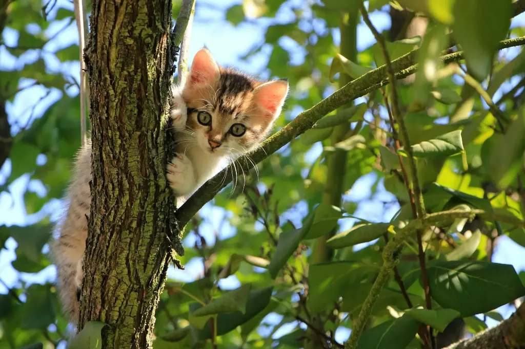 Soin énergétique - Chat