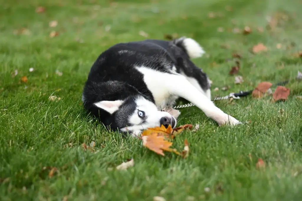Soin énergétique + conseils naturopathie - Chien