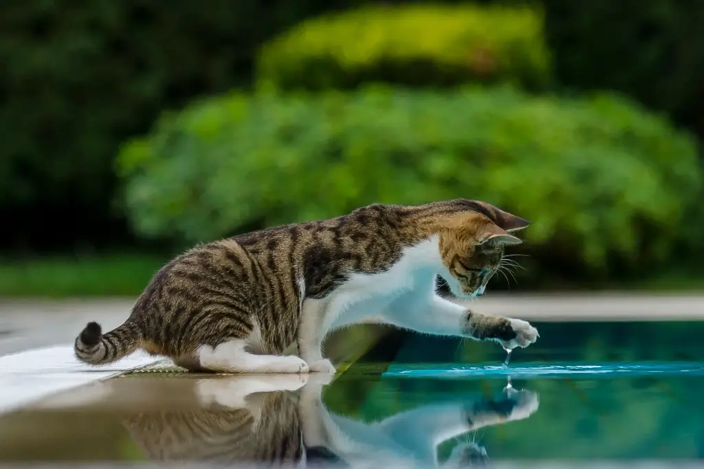 Bilan de vitalité et conseils naturopathie - Chat