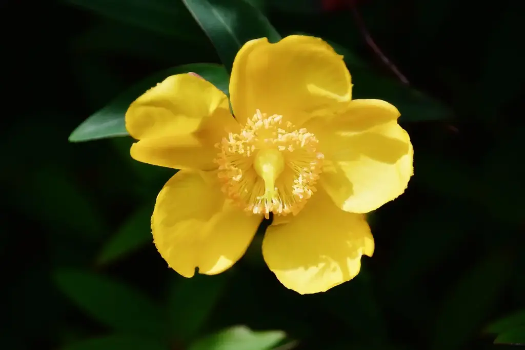 N°1 - Agrimony - Tourments masqués par une insouciance apparente - 5mL