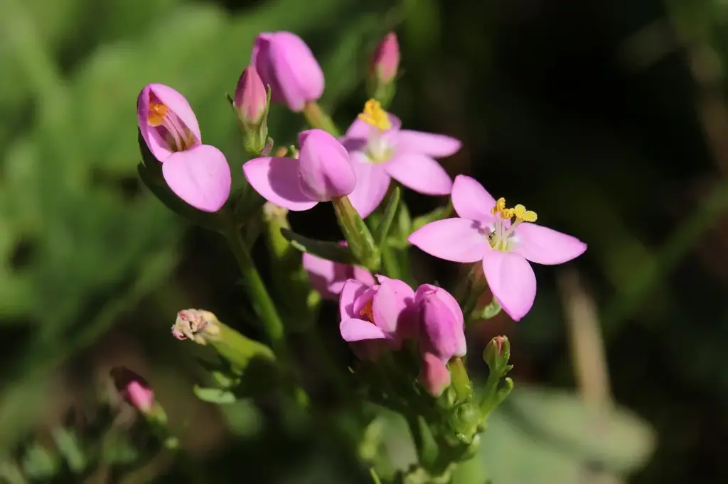N°4 - Centaury - Faiblesse de volonté - 5mL