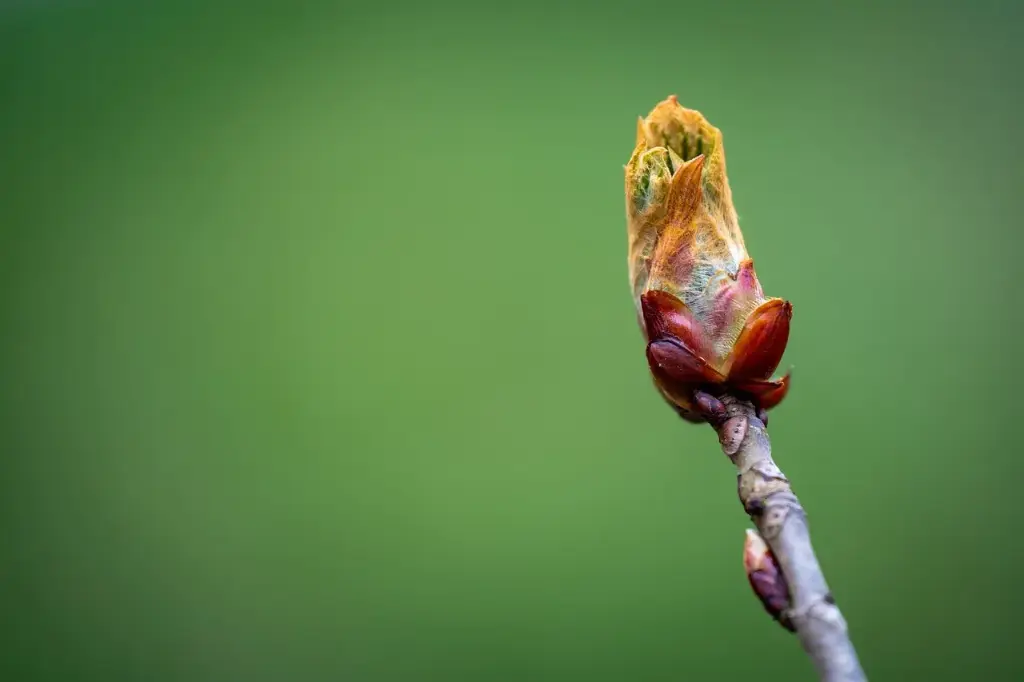 N°7 - Chestnut bud - Inattention et précipitation, erreurs répétitives - 5mL
