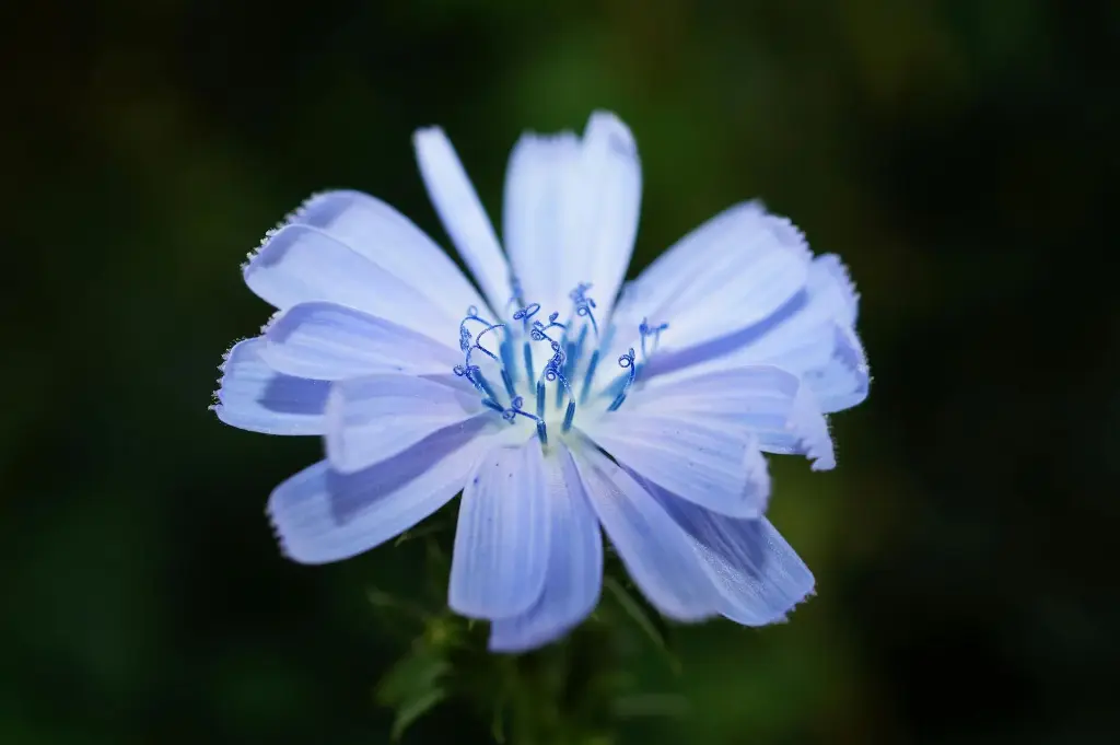 N°8 - Chicory - Comportement possessif et manipulateur
