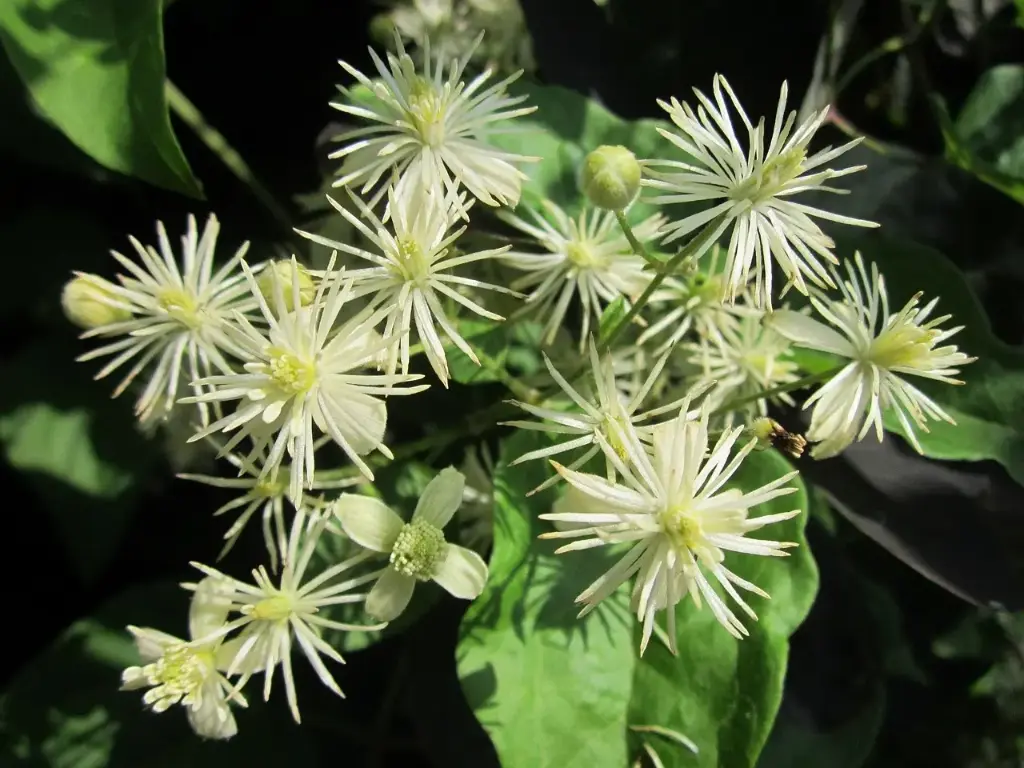 N°9 - Clematis - Echappement de la réalité et du présent - 5 mL