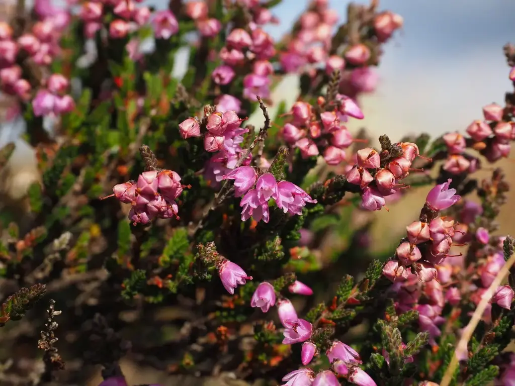 N°14 - Heather - Ne parle que de lui, égocentrisme - 5mL