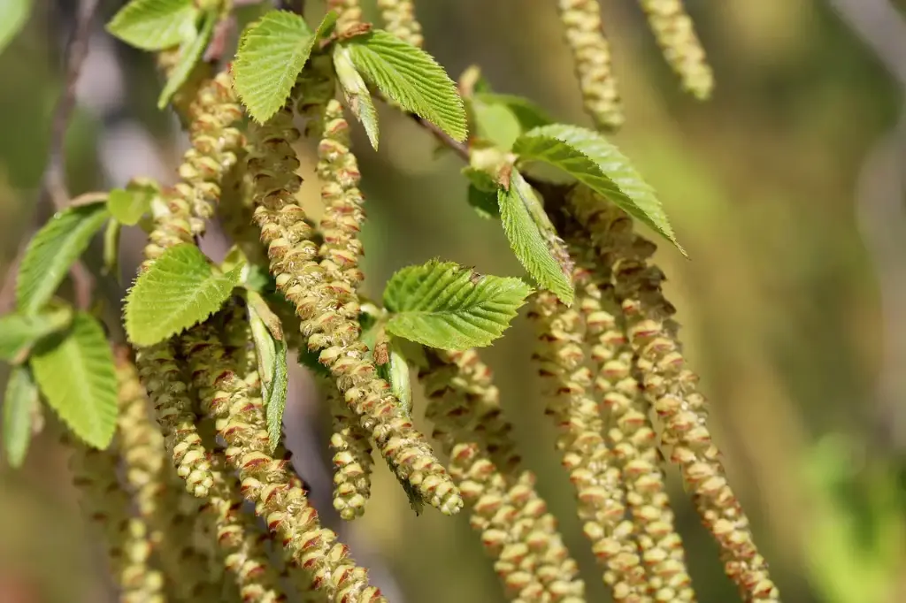 N°17 - Hornbeam - Manque d'entrain, procrastination - 5mL