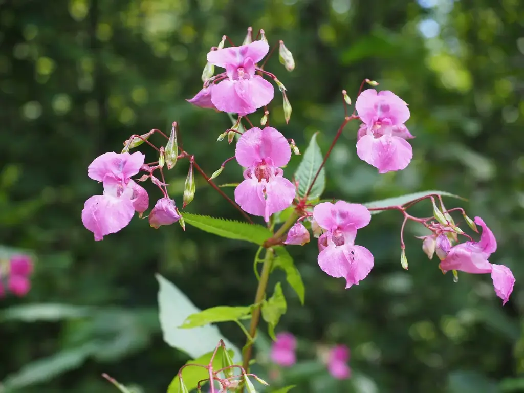 N°18 - Impatiens - Impatience, précipitation - 5mL