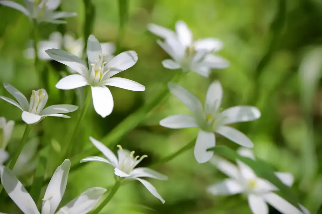 N°29 - Star of bethlehem - Conséquences de traumatisme - 5mL