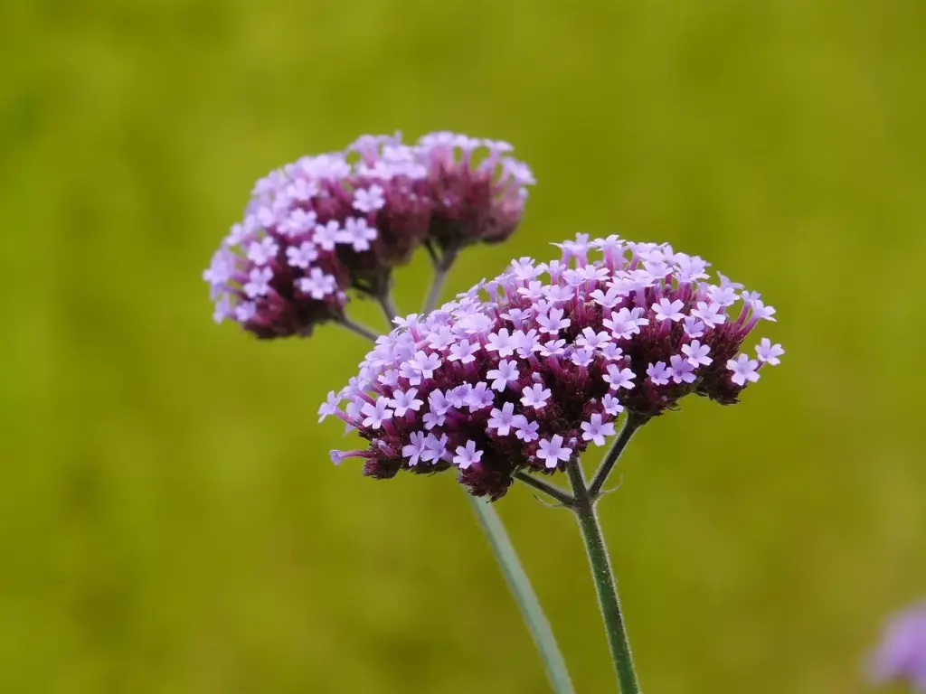 N°31 - Vervain - Enthousiasme et activité excessifs - 5mL