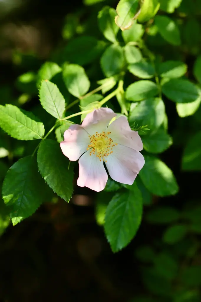 N°37 - Wild rose - Fatalisme, renoncement, abandon au moindre effort - 5mL