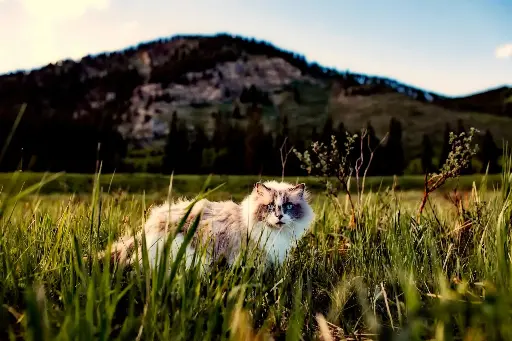 Soin énergétique + conseils naturopathie - Chats