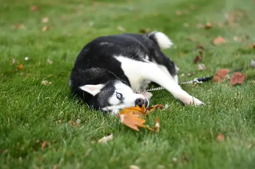 Soin énergétique + conseils naturopathie - Chien