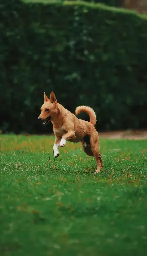 Bilan de vitalité et conseils naturopathie - Chien